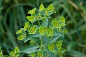 Picture of Euphorbia terracina